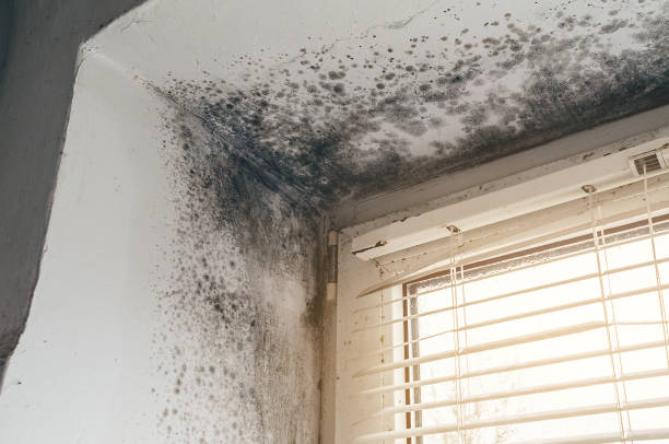 Affordable Mold Removal solutions in South Boston, VA