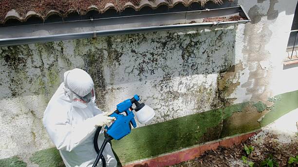 Top rated local Mold Removal specialists in South Boston, VA